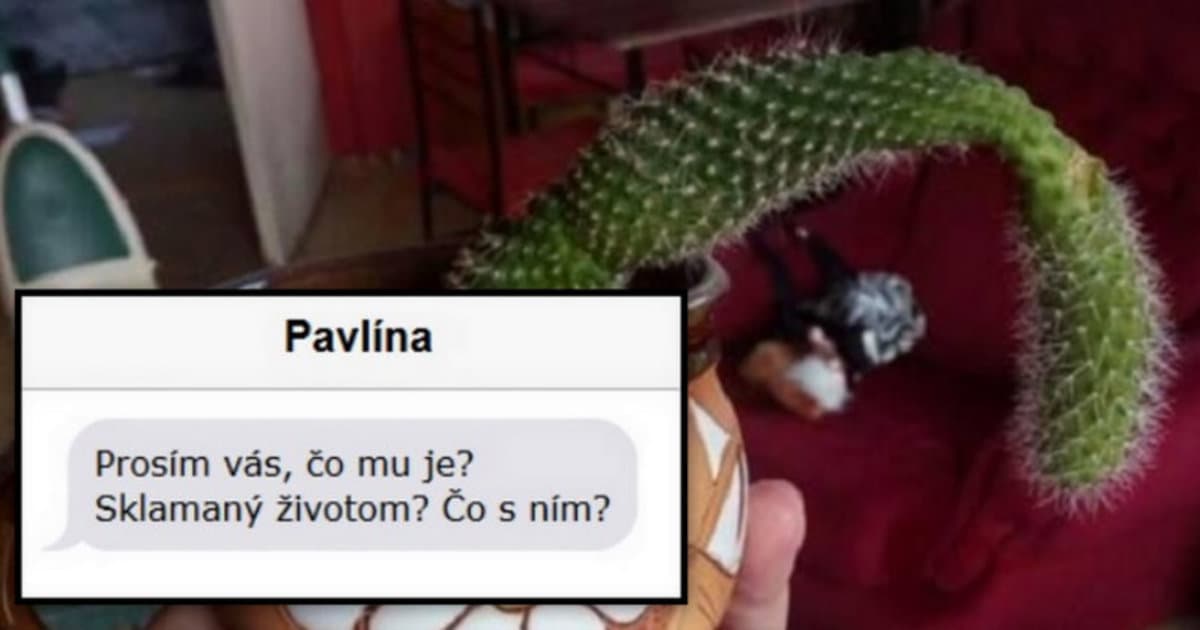 Žene ovisol kaktus. Nevie, čo s ním. Chlapík jej dal radu, ktorá by mohla zabrať.