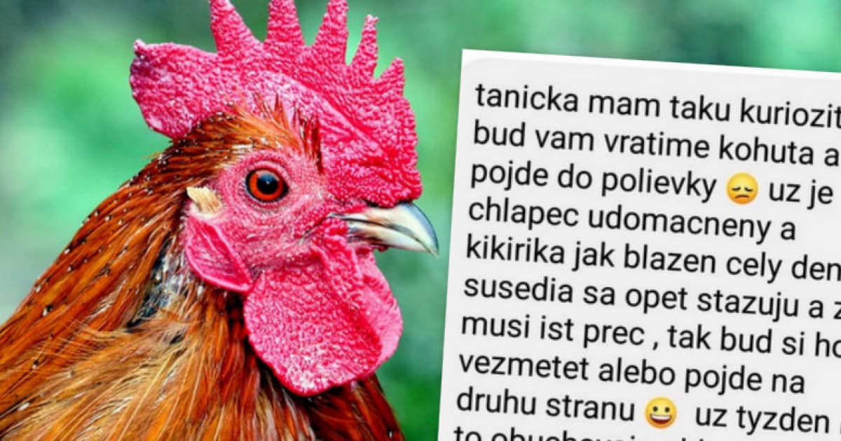 Darovali susedom kohúta, teraz im ho chcú vrátiť. Dôvod je jasný!