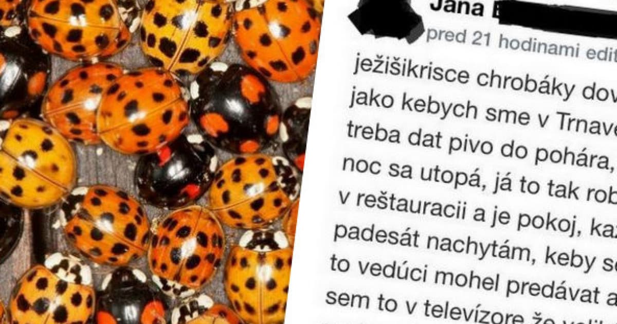Invázia lienok na Slovensku. Teta Janka má zaručený spôsob, ktorý zaručene pobaví!