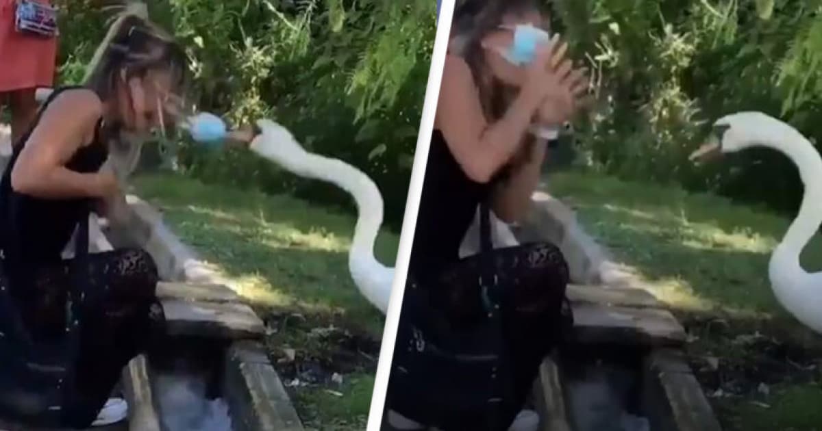 Nahnevaná labuť ukázala žene, ako správne nosiť rúško! Video s jej lekciou videlo 25 miliónov ľudí