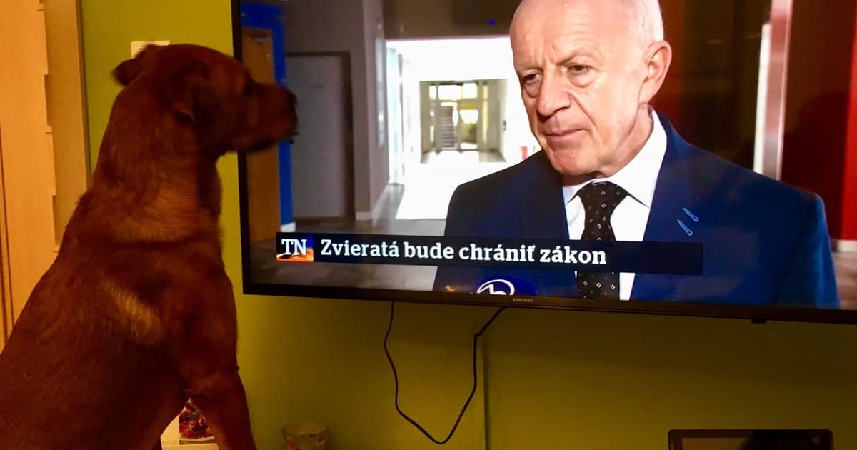 Pes, ktorý zásadne pozerá len správy, ktoré sa ho týkajú