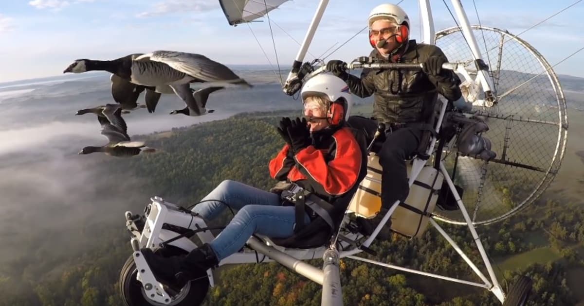VIDEO: Úžasný let s divými vtákmi zachytený na videu