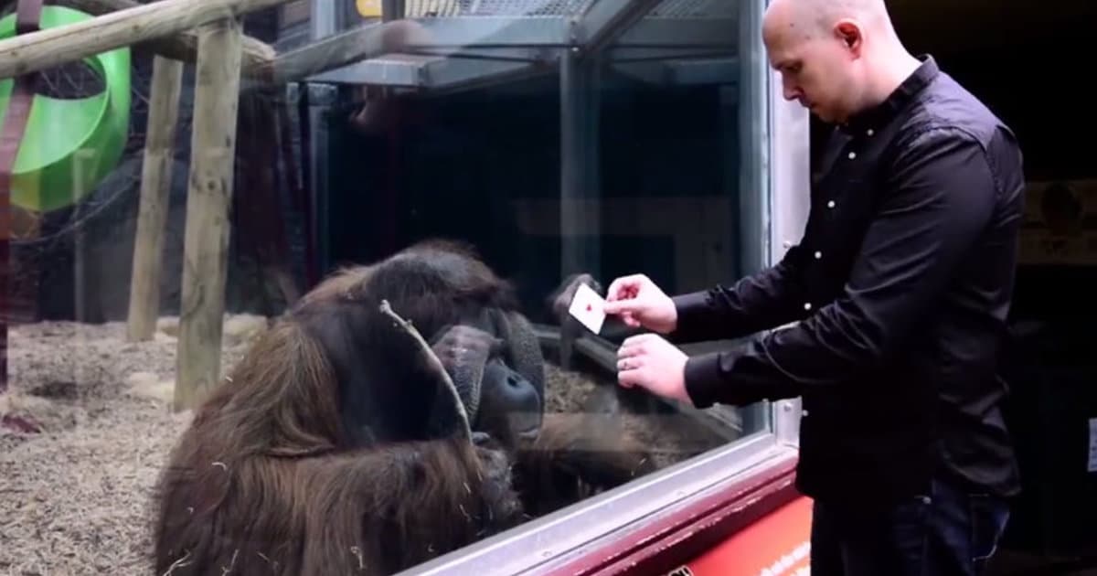 VIDEO: Orangutan načisto zmätený kúzelníckym trikom