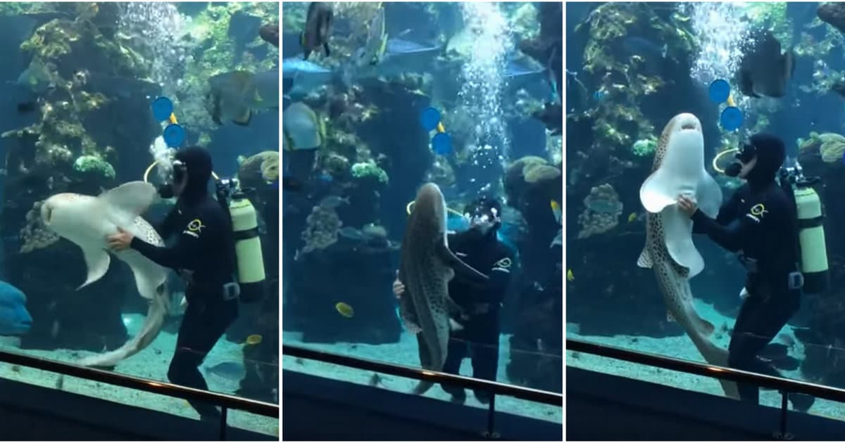 VIDEO: Takto prítulného žraloka si ešte nevidel