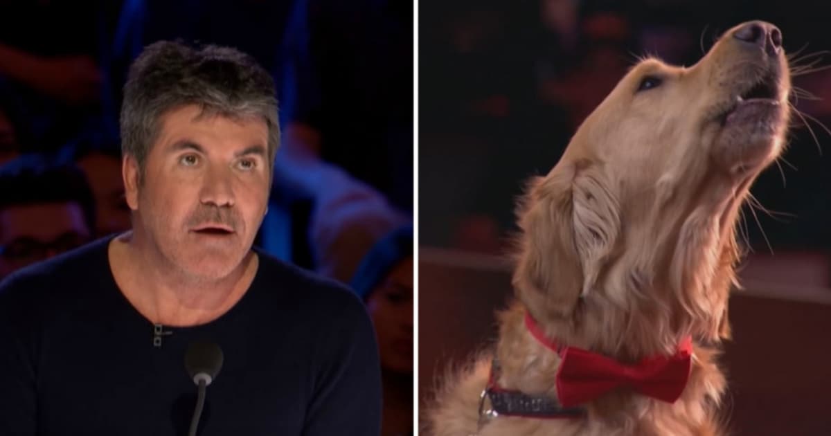 Tento spievajúci pes si získal srdce celej Ameriky! Neodolal ani nekompromisný Simon Cowell