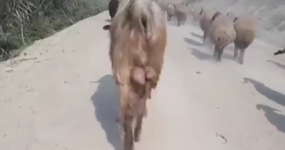 Video dňa: Ako sa stať hitom internetu