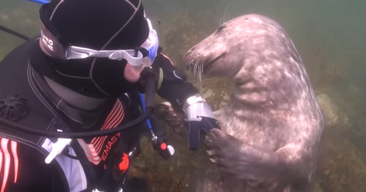 VIDEO: Tuleň zobral potápačovu ruku a urobil niečo neskutočné!