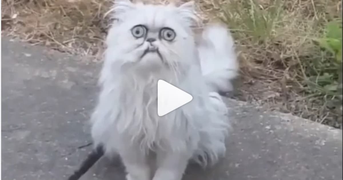 Jedno z najkomentovanejších videí za posledné hodiny! Čo je s tou mačkou?