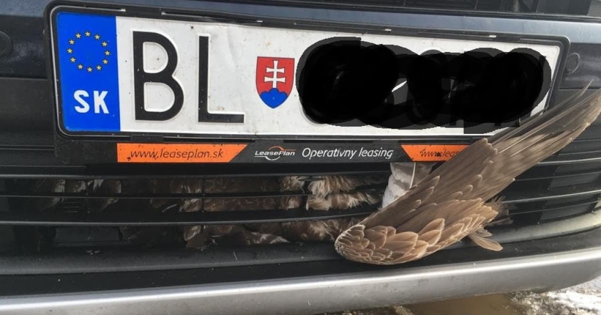 Po náraze mu niečo zostalo v prednej maske. Drastické fotky, no šťastný koniec!