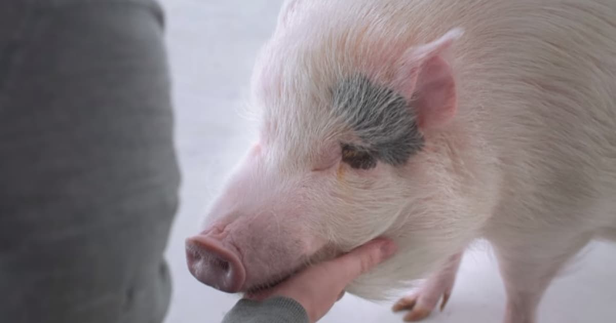 Vždy, keď si budeš objednávať pečené rebrá, spomeň si na toto video