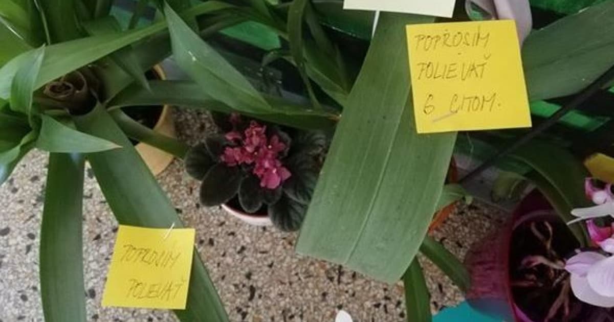 Jej kolegyňa si označila kvety. Avšak, zabudla na jeden malý detail