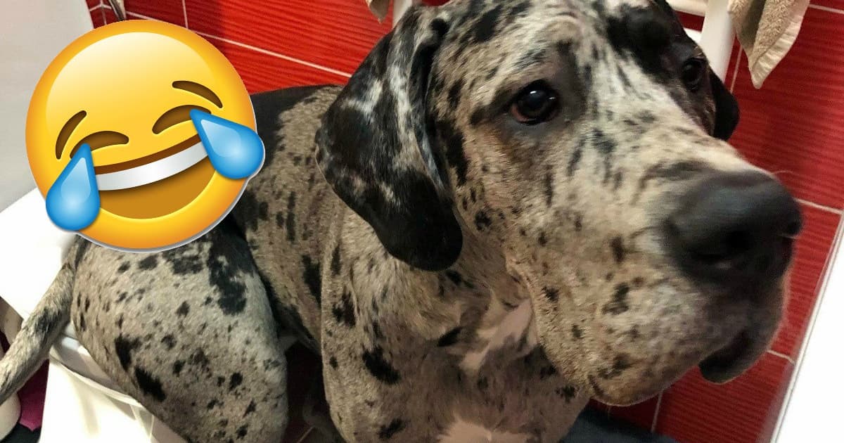 V takejto pozícii našla Silvia svojho 7-mesačného psíka