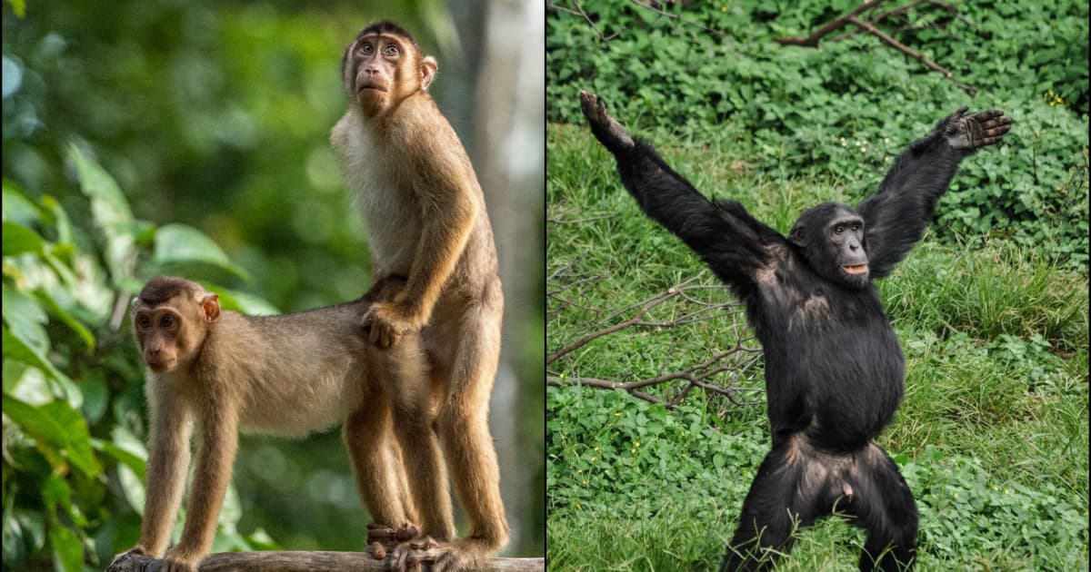 Finalisti súťaže o najvtipnejšiu fotky z prírody – „Comedy Wildlife Photography Awards“