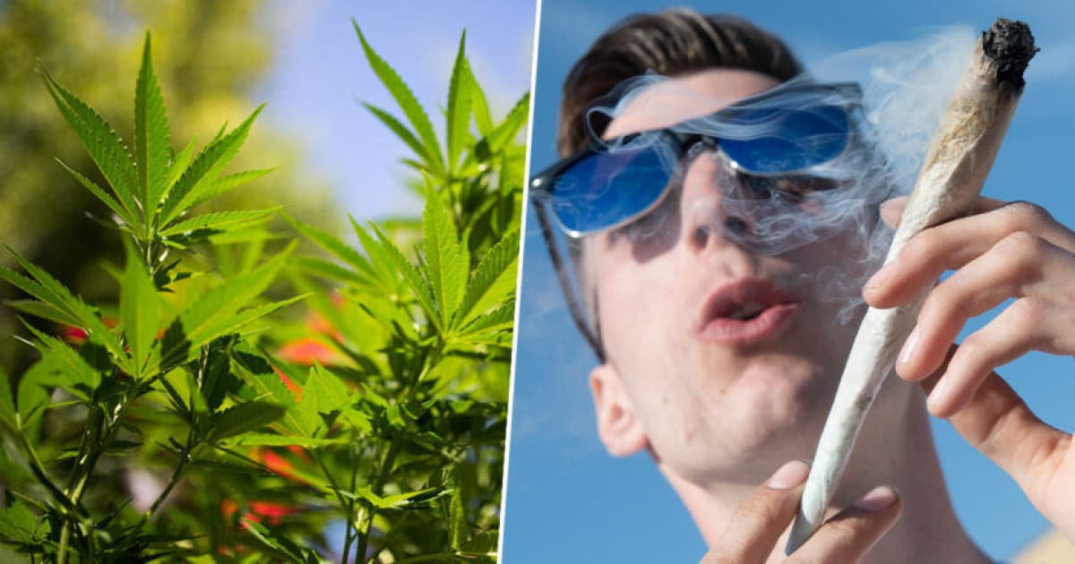 Fajči denne marihuanu a dostaneš 33 000 EUR! Tak znie pracovná ponuka marihuanovej spoločnosti