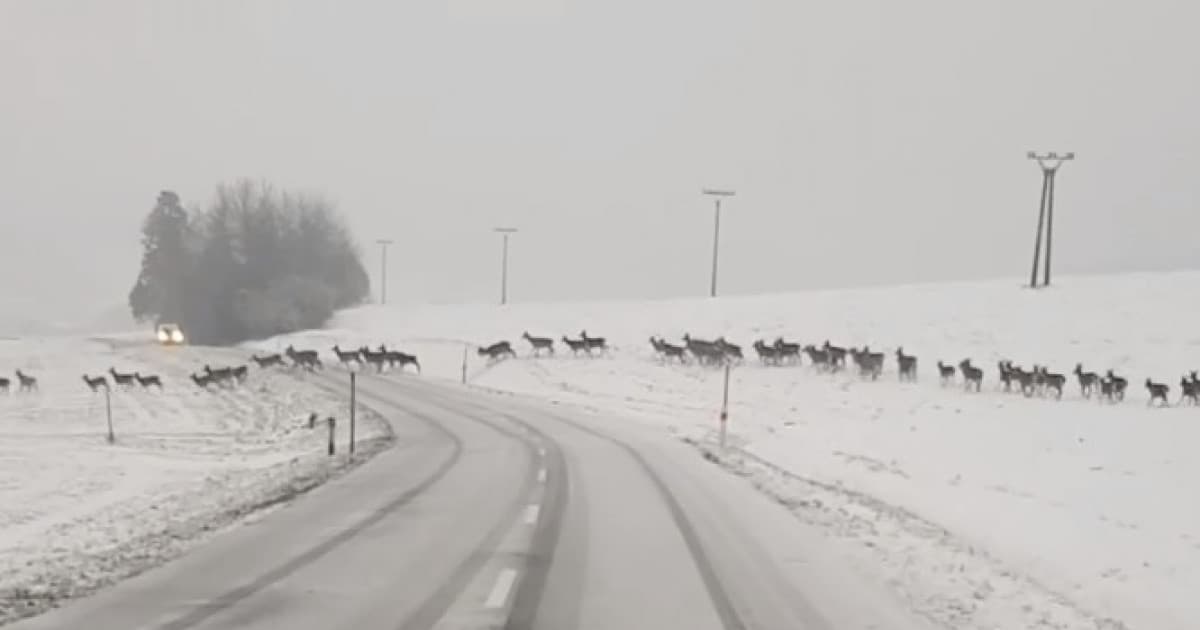 Pri Bardejove sa podarilo zachytiť úchvatný moment! Obrovské stádo jeleňov takto prechádzalo cez cestu