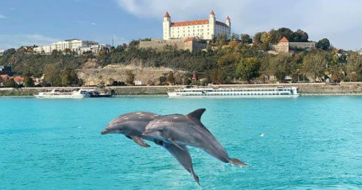 Pozorovanie delfínov v Dunaji – poteš sa pohľadom na tieto vzácne vodné cicavce!