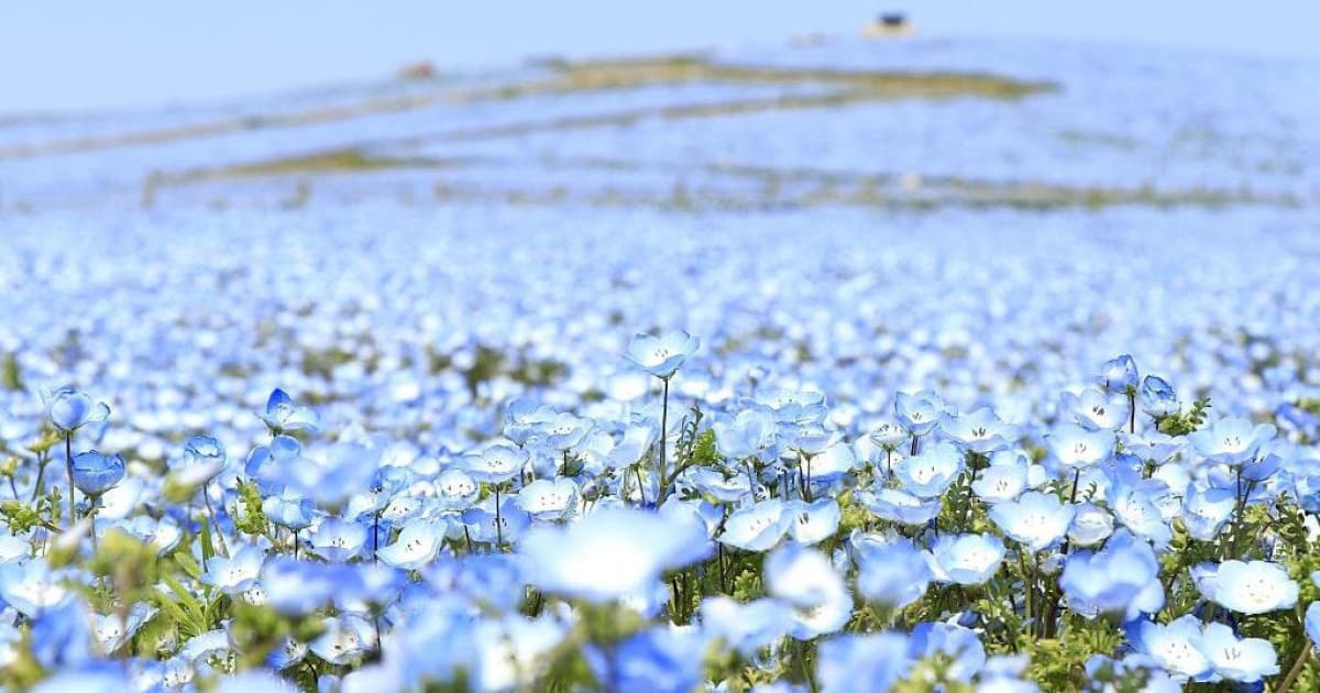 Tak toto je krása! V japonskom parku rozkvitli milióny modrookých kvetov