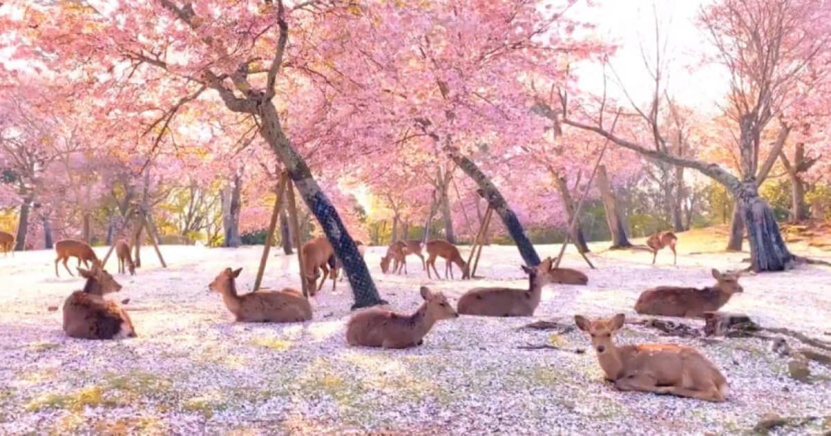 Tisíce ľudí nadchli tieto krásne zábery. Jelene si vychutnávajú pokoj v rozkvitnutom japonskom parku