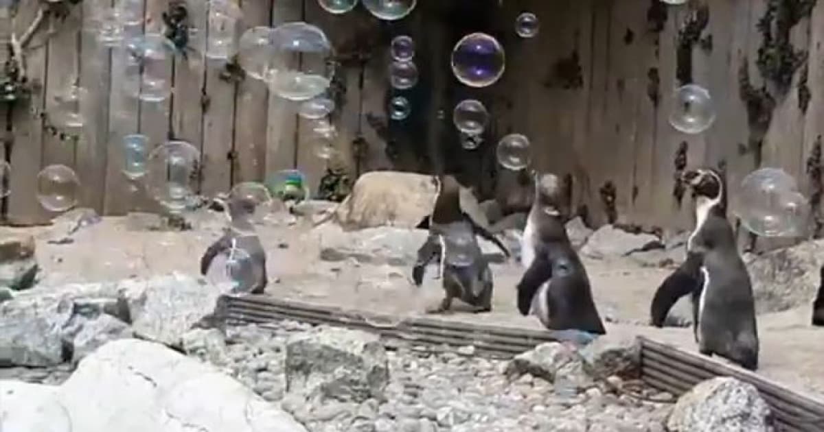 V ZOO, zatvorenej kvôli korone, chýbali tučniakom návštevníci. Zamestnanci sa rozhodli ich potešiť bublinami a toto je výsledok