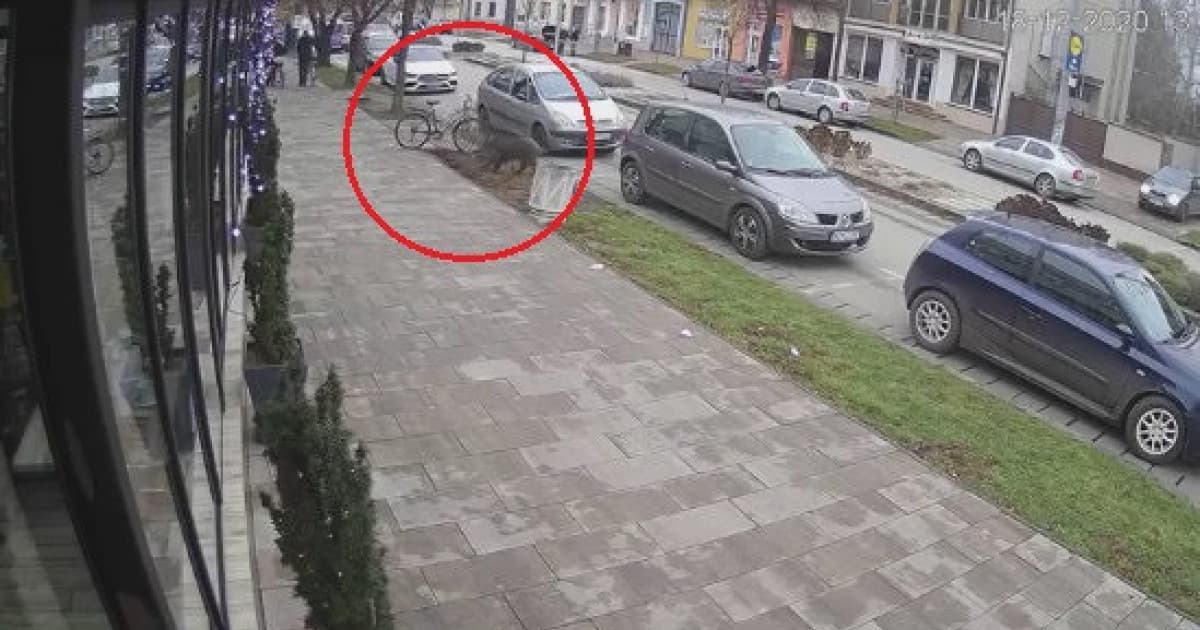 VIDEO: Po Šuranoch behalo "vianočné" prasiatko. Vraj chcelo stihnúť nákup pred lockdownom!