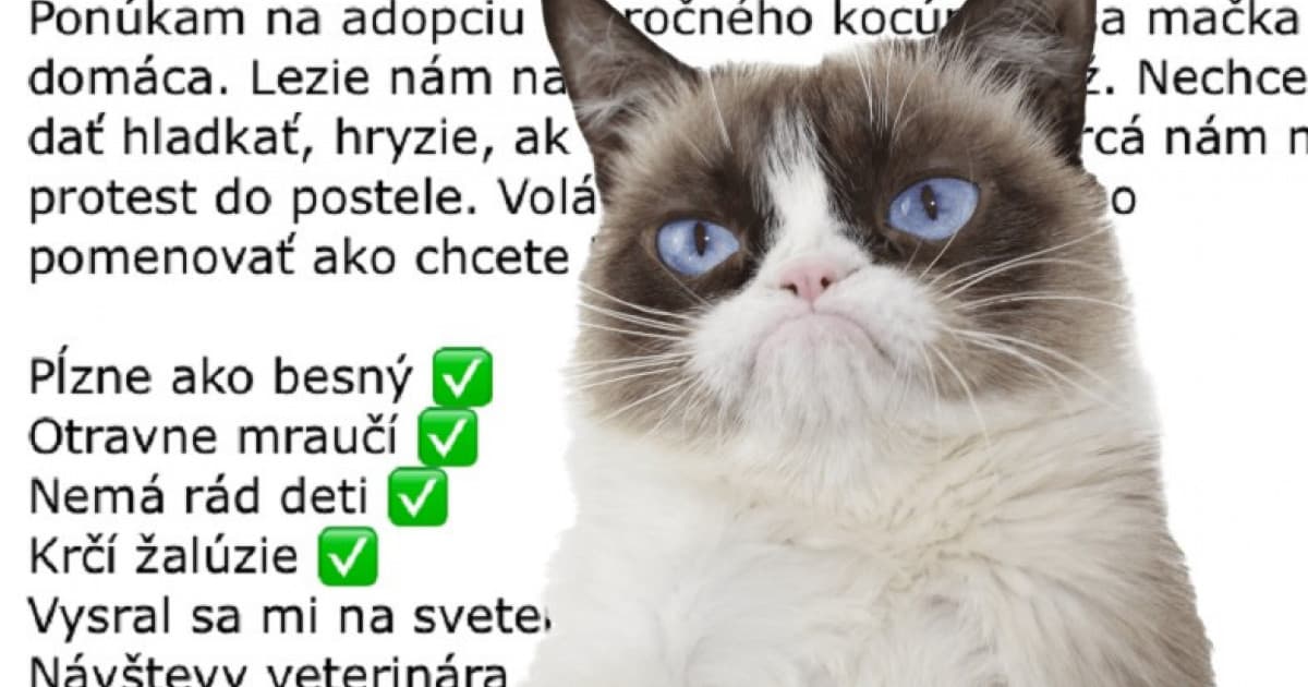 Rozhodla sa predať svojho 12 ročného kocúra: “Volá sa Miki. Je to idiot”