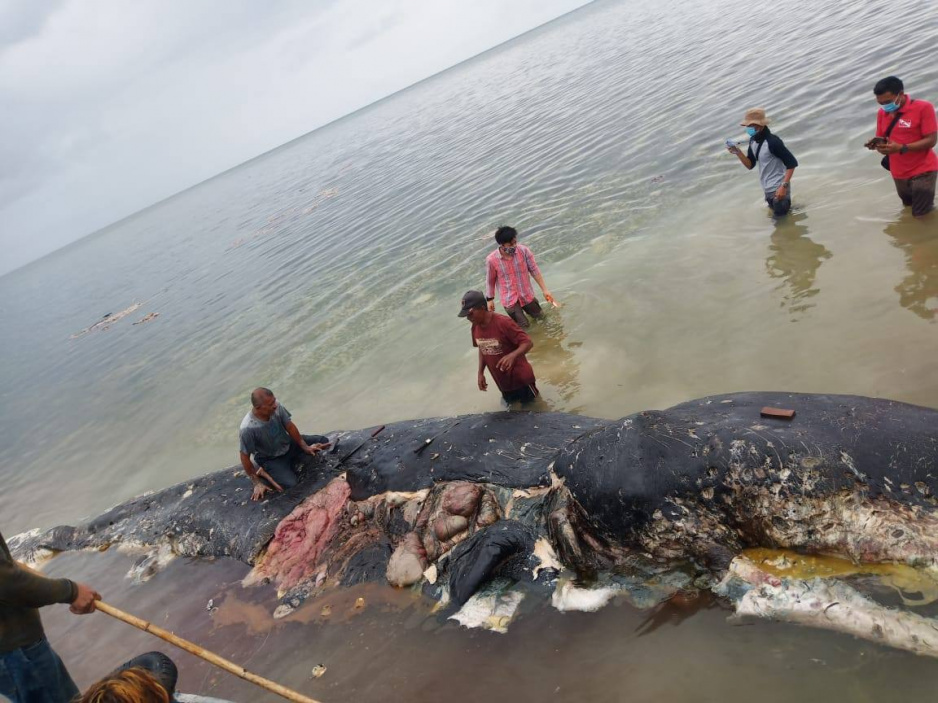 Zdroj: facebook.com/WhaleStrandingIndonesia