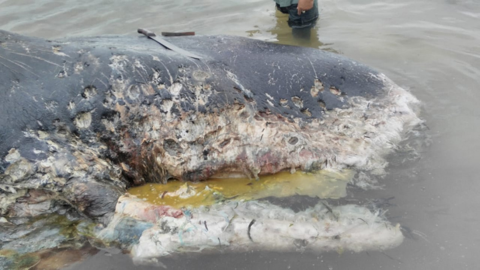 Zdroj: facebook.com/WhaleStrandingIndonesia Zdroj: facebook.com/WhaleStrandingIndonesia