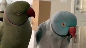 Rozhovor týchto dvoch papagájov je hitom internetu. Hrkútajú si doslova ako ľudia